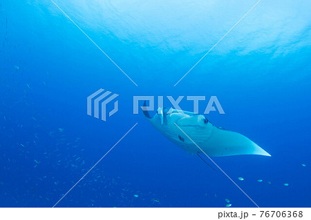 マンタ 76706368