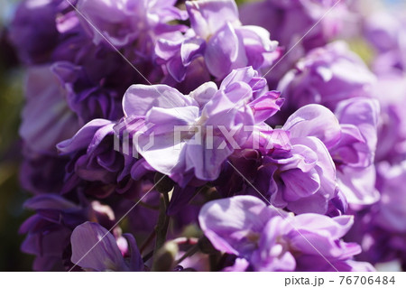 フジ　藤　Japanese wisteria 76706484