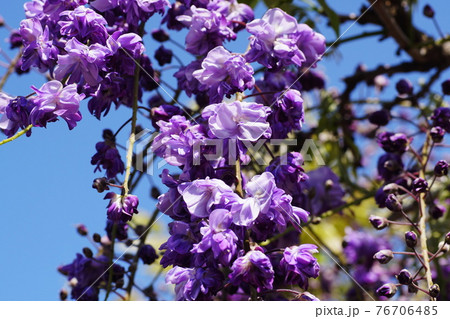 フジ　藤　Japanese wisteria 76706485