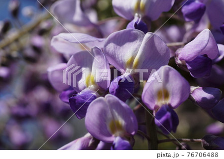 フジ　藤　Japanese wisteria 76706488