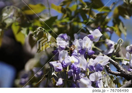 フジ 藤 Japanese wisteria フジ 藤 Japanese wisteria 76706490