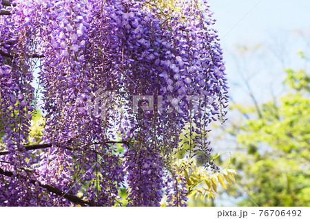 フジ　藤　Japanese wisteria 76706492