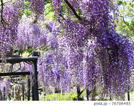 フジ　藤　Japanese wisteria 76706493