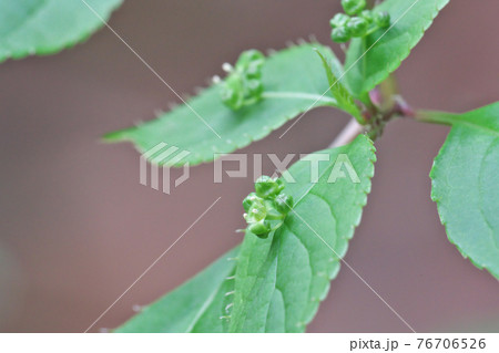 ハナイカダの花 これは雄花で葉の中央に数個の花を咲かせます ハナイカダの花 これは雄花で葉の中央に数個の花を咲かせます 76706526