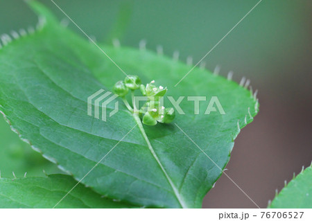 ハナイカダの花 これは雄花で葉の中央に数個の花を咲かせます ハナイカダの花 これは雄花で葉の中央に数個の花を咲かせます 76706527