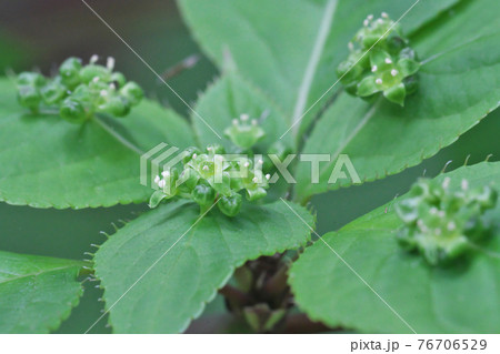 ハナイカダの花 これは雄花で葉の中央に数個の花を咲かせます ハナイカダの花 これは雄花で葉の中央に数個の花を咲かせます 76706529
