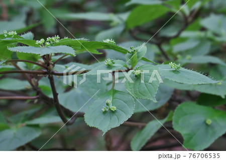 ハナイカダの花　これは雄花で葉の中央に数個の花を咲かせます 76706535