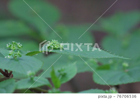 ハナイカダの花　これは雄花で葉の中央に複数の花を咲かせます 76706536