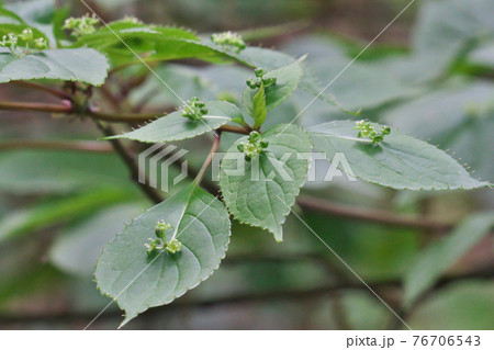 ハナイカダの花　これは雄花で葉の中央に複数の花を咲かせます 76706543