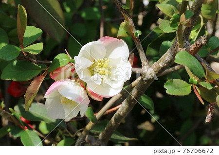 春うらら 白っぽいボケ(木瓜)の花が咲き始めました 春うらら 白っぽいボケ(木瓜)の花が咲き始めました 76706672