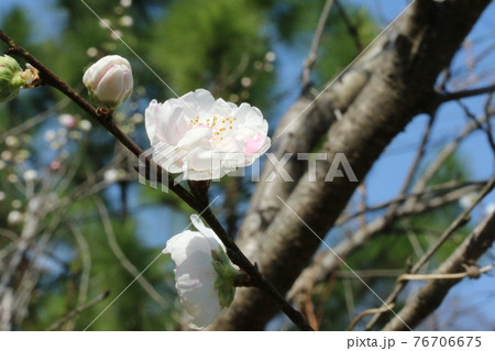 花桃/立ち源平【品番 1921】花桃/立ち源平【品番 1919】写真1218 - 落葉樹