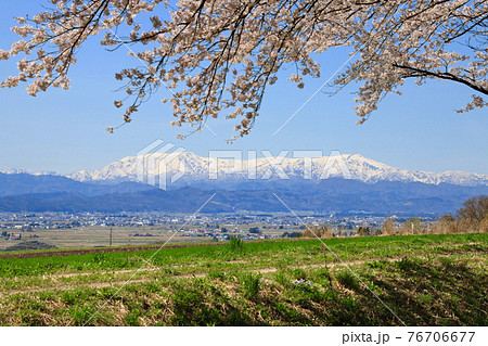 南原堤の桜と飯豊山（福島県・喜多方市） 76706677