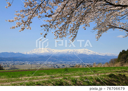 南原堤の桜と飯豊山（福島県・喜多方市） 76706679