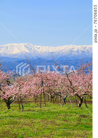 桃の花と飯豊山(福島県・喜多方市) 桃の花と飯豊山(福島県・喜多方市) 76706855