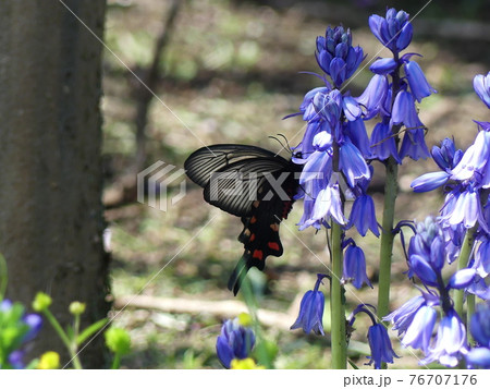 ヒヤシンスにアゲハチョウ Common hyacinth Spangle ヒヤシンスにアゲハチョウ Common hyacinth Spangle 76707176