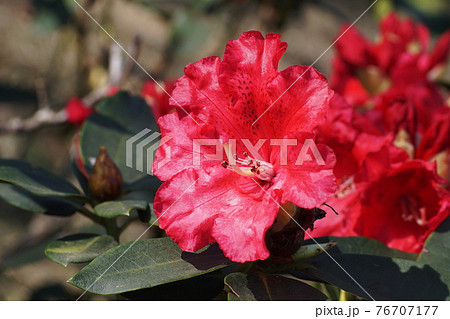 シャクナゲ Rhododendron シャクナゲ Rhododendron 76707177