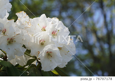 シャクナゲ Rhododendron シャクナゲ Rhododendron 76707178