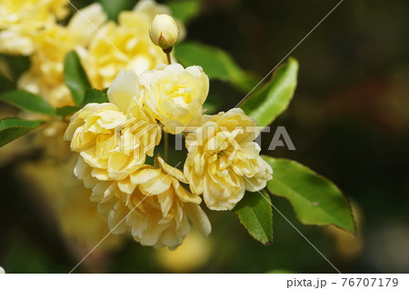 モッコウバラ　Banksia rose 76707179