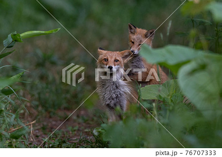 お母さんに甘えるキタキツネの子供 76707333