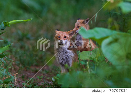 お母さんに甘えるキタキツネの子供 76707334