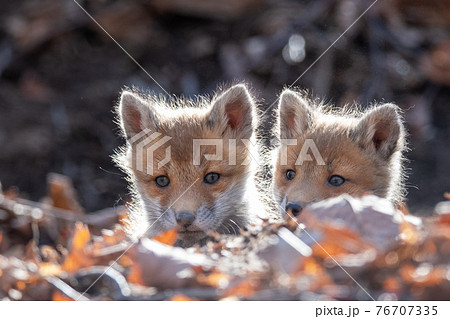 巣穴から顔を出すキタキツネの子供 76707335