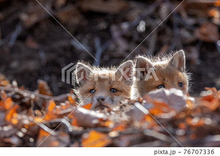 巣穴から顔を出すキタキツネの子供 76707336