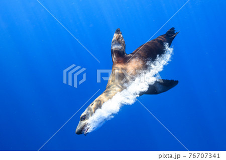 カリフォルニアアシカ 76707341