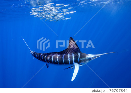 ストライプドマーリン ストライプドマーリン 76707344