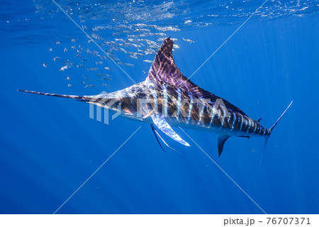 ストライプドマーリン ストライプドマーリン 76707371