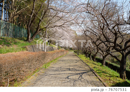 桜咲く、千葉県船橋市、小室公園 76707531