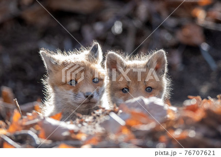 巣穴から顔を出すキタキツネの子供 76707621