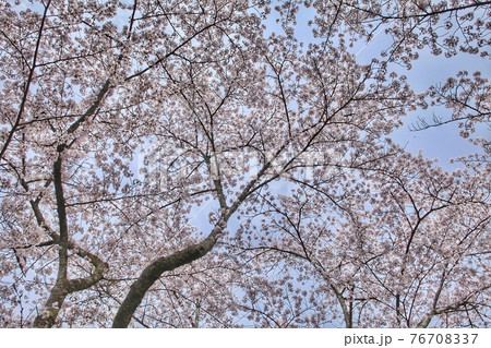 満開の桜と青空 満開の桜と青空 76708337