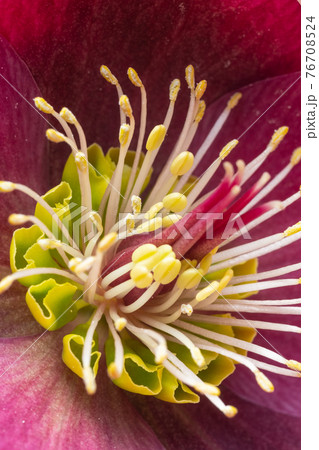 macro photo. Extreme flower close-up hellebore. Beautiful burgundy macro photo. Extreme flower close-up hellebore. Beautiful burgundy 76708524
