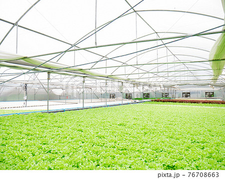 Hydroponic of lettuce farm growing in greenhouse. Hydroponic of lettuce farm growing in greenhouse. 76708663