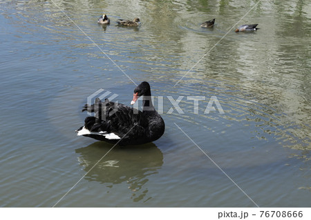 ブラックスワン「カモと日向ぼっこ」 76708666