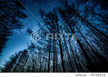 八ヶ岳高原の森の向こうに見える星空 76709238