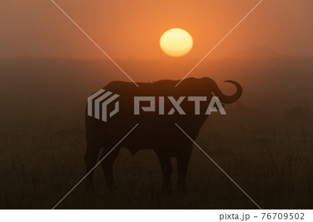 Cape buffalo silhouetted before misty rising sun 76709502