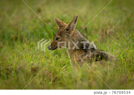 Black-backed jackal lies in grass facing left 76709534