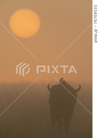 Bird on Cape buffalo walking towards sunrise 76709535