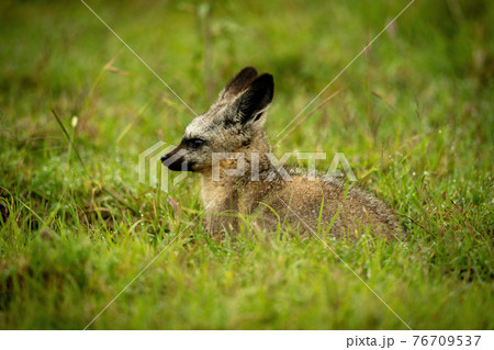 Bat-eared fox lies on grass facing left 76709537
