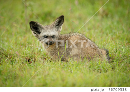 Bat-eared fox crouches on grass looking round 76709538