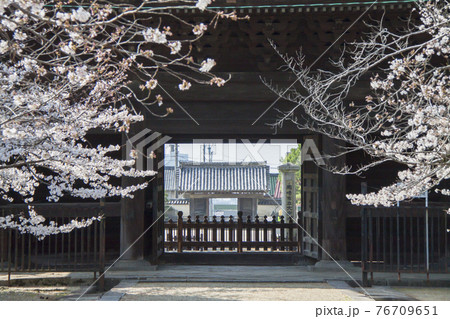 春の大樹寺 三門から総門を望む 春の大樹寺 三門から総門を望む 76709651