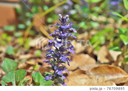 青いアジュガの花 76709895