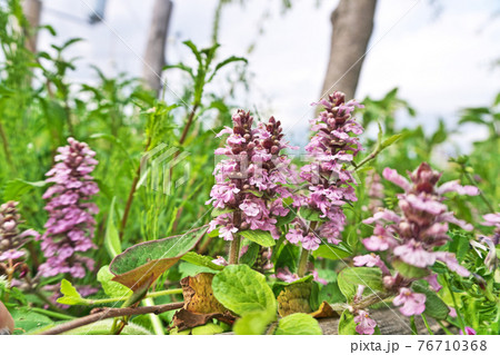 ピンクのアジュガの花 76710368