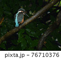 カワセミ 76710376