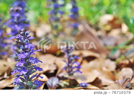 青いアジュガの花 76710379
