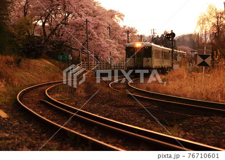 暮れ行く満開の桜の駅を発車するローカル線 キハ110 暮れ行く満開の桜の駅を発車するローカル線 キハ110 76710601