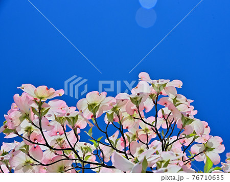 薄紅色のはなみずき 薄紅色のはなみずき 76710635