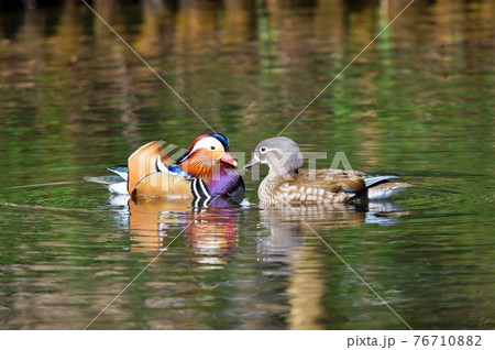 オシドリ 76710882