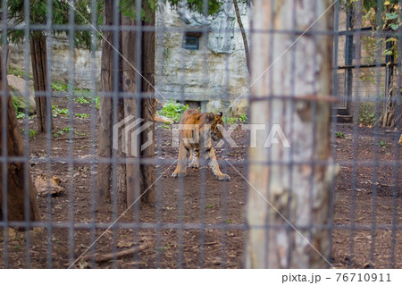 檻の中に入った動物園のトラ 76710911
